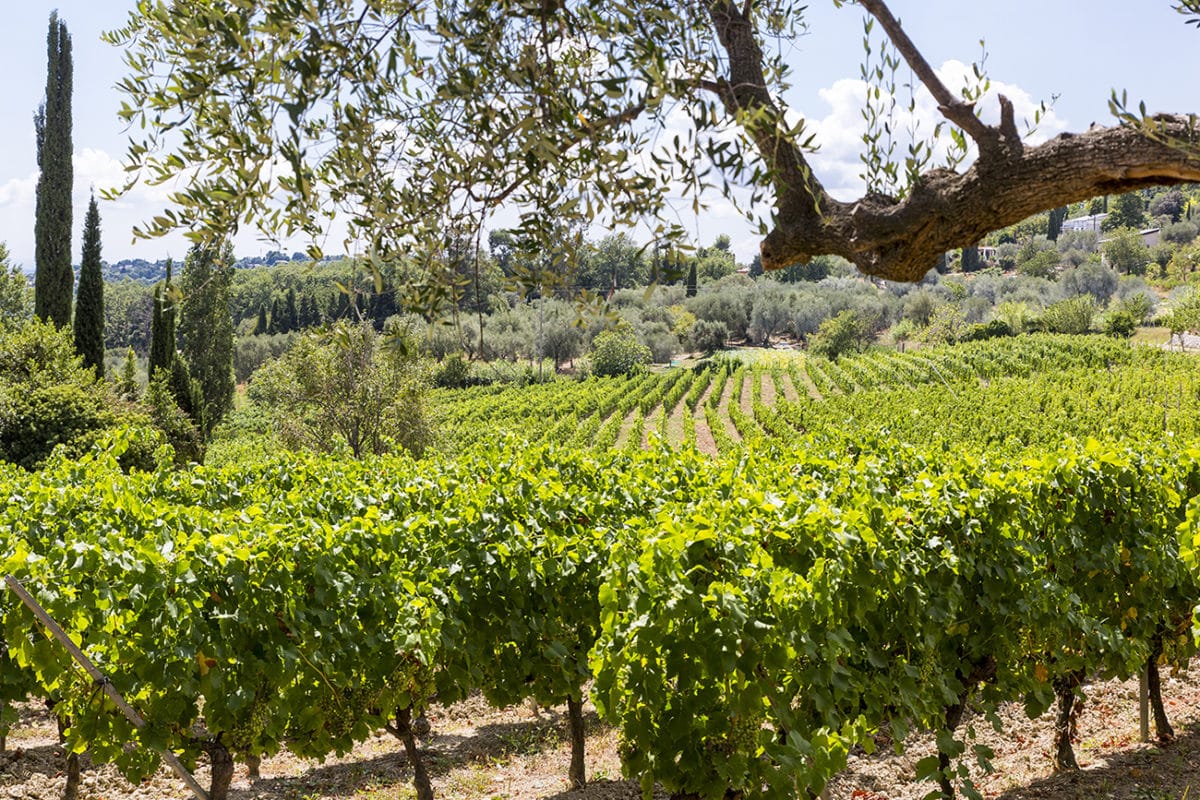 Domaine vinicole Nice Côte d'Azur