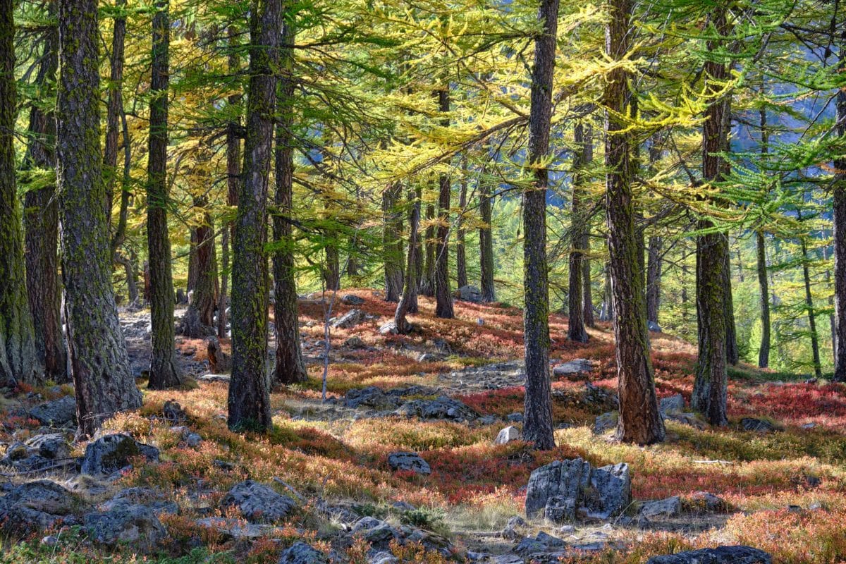 Forêt Saint Dalmas Le Selvage